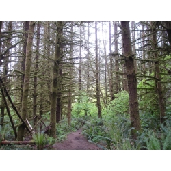 Trees n Trails