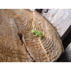 Little Green Frog
