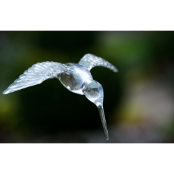 Hummingbird