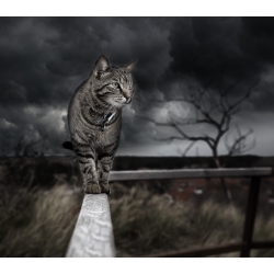 The Cat Walk